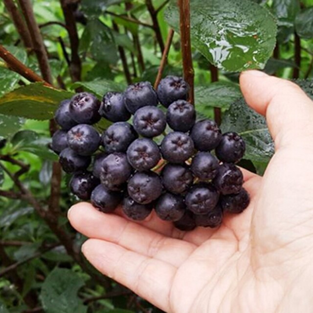 행복한아로니아,친환경 아로니아 착즙원액 실속형(35ml*30포)